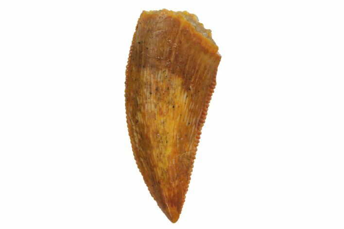 Serrated, Raptor Tooth - Real Dinosaur Tooth #135154